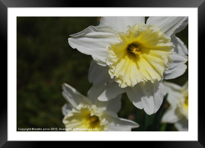 jonquils Framed Mounted Print by kirstin price