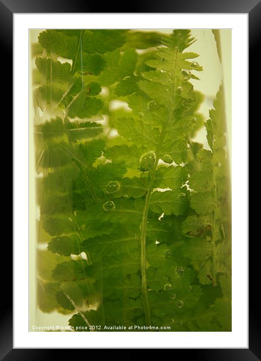 fern in water Framed Mounted Print by kirstin price