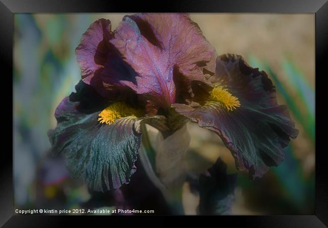 velvet iris Framed Print by kirstin price