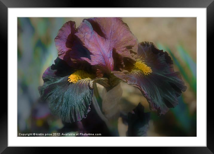 velvet iris Framed Mounted Print by kirstin price