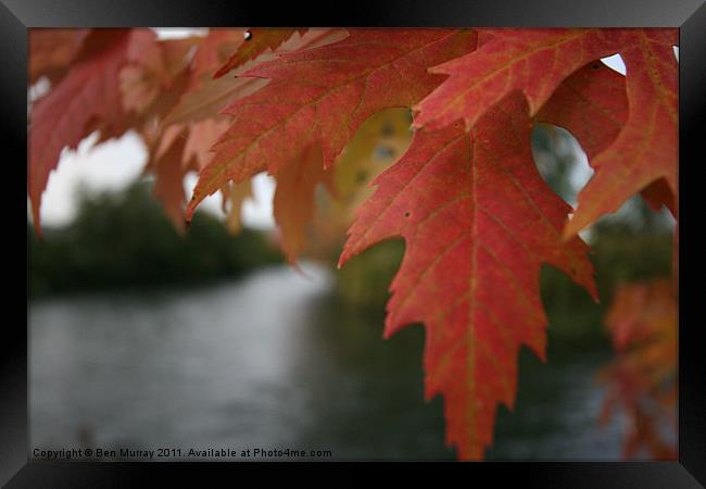 River in Autumn Framed Print by Ben Murray