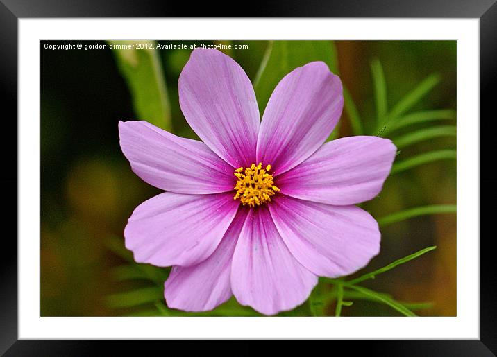 A beautiful Cosmos flower Framed Mounted Print by Gordon Dimmer