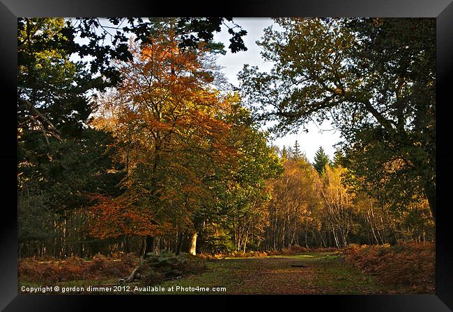 Autumn in the New Forest Framed Print by Gordon Dimmer