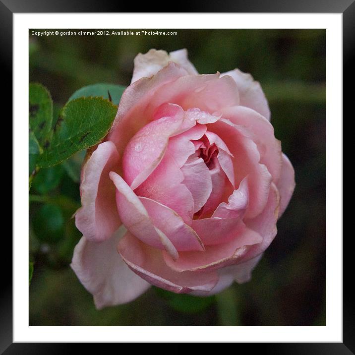 A winter rose in Kew Gardens Framed Mounted Print by Gordon Dimmer