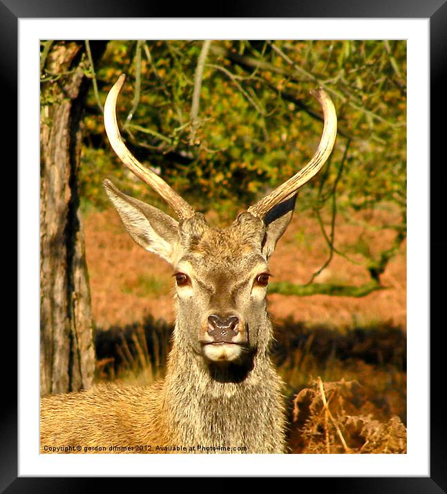 Another deer in Richmond Park Framed Mounted Print by Gordon Dimmer