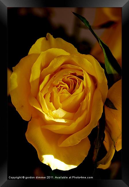 A bright yellow rose Framed Print by Gordon Dimmer