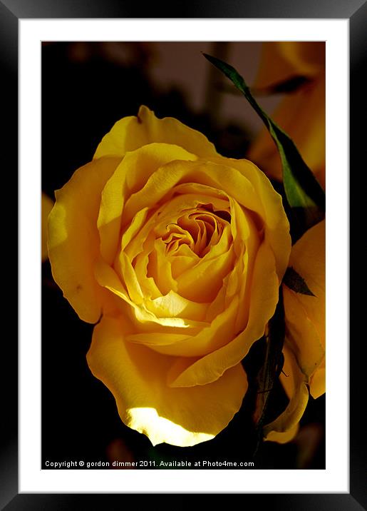 A bright yellow rose Framed Mounted Print by Gordon Dimmer