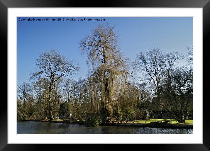 Weeping willow on the Thames Framed Mounted Print by Gordon Dimmer