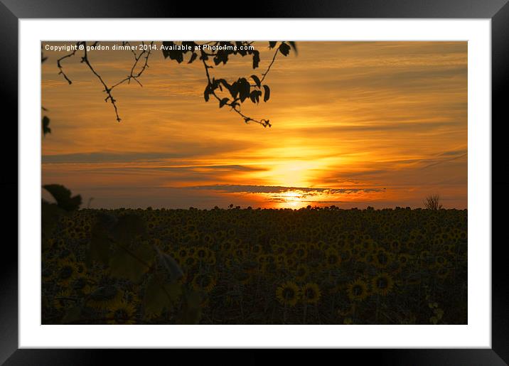 Sunflower Dawn  Framed Mounted Print by Gordon Dimmer