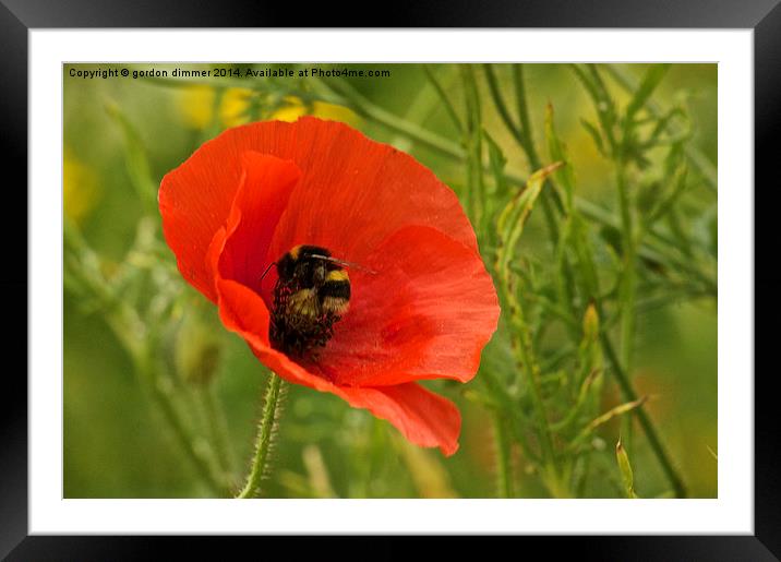  A Bumble Bee on a Poppy Framed Mounted Print by Gordon Dimmer