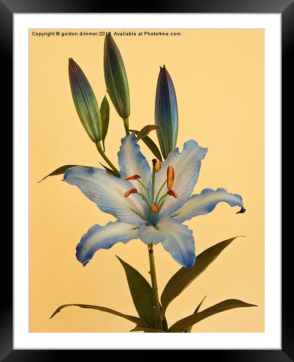  A beautiful Blue Lily Framed Mounted Print by Gordon Dimmer