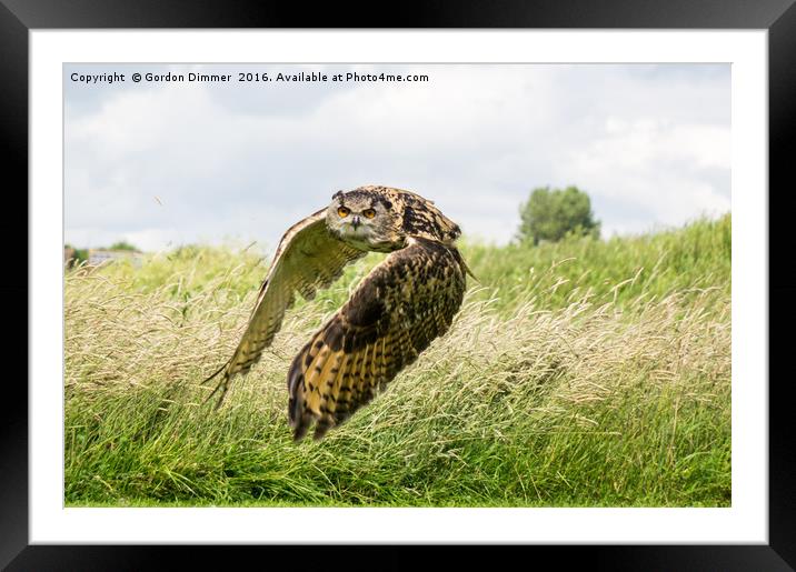 Eagle Owl in Flight Framed Mounted Print by Gordon Dimmer