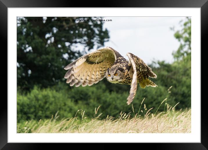 Unusual view of an Eagle Owl Framed Mounted Print by Gordon Dimmer