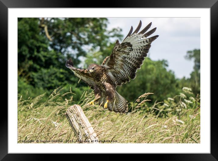 Touchdown! Well Almost! Buzzard Landing Framed Mounted Print by Gordon Dimmer