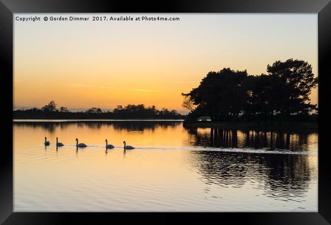 Swans in convoy on hatchet pond Framed Print by Gordon Dimmer