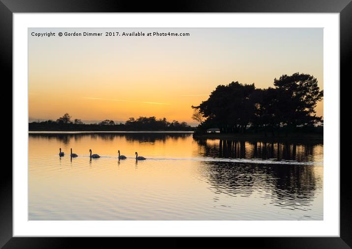 Swans in convoy on hatchet pond Framed Mounted Print by Gordon Dimmer