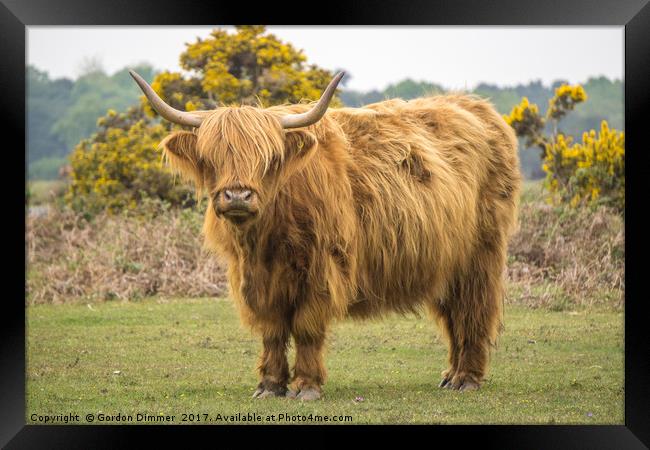 A Highland Cow in the New Forest Framed Print by Gordon Dimmer