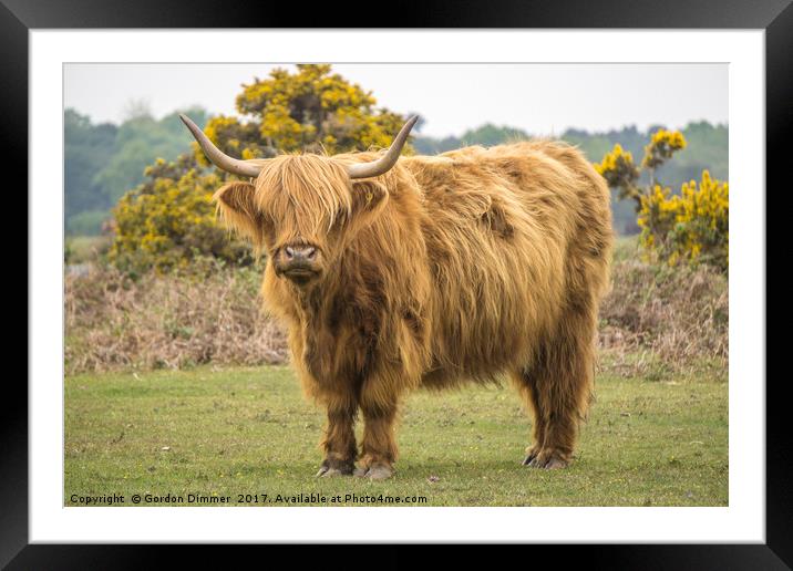A Highland Cow in the New Forest Framed Mounted Print by Gordon Dimmer
