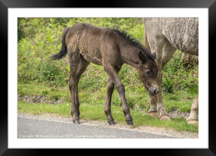 A New Born Foal in the New Forest Framed Mounted Print by Gordon Dimmer