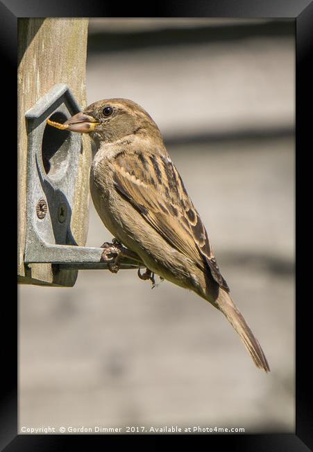 A Hungry Sparrow Framed Print by Gordon Dimmer