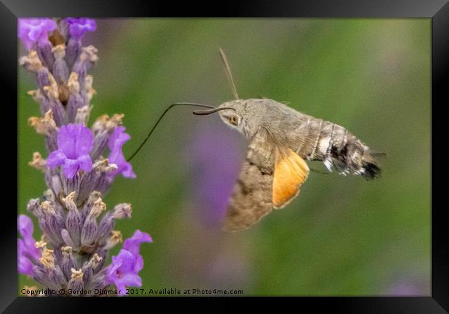 A Hummingbird Moth Feeding from a Flower Framed Print by Gordon Dimmer