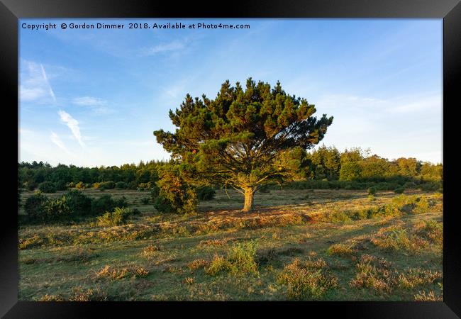 New Forest Tree In The Early Morning Sun Framed Print by Gordon Dimmer