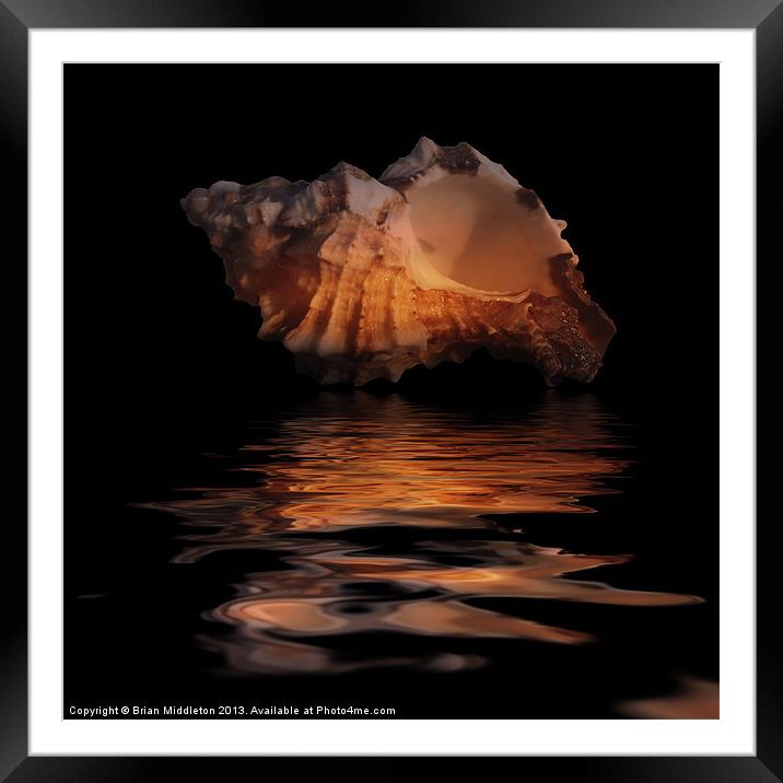Shell Series Reflection 7 Framed Mounted Print by Brian Middleton