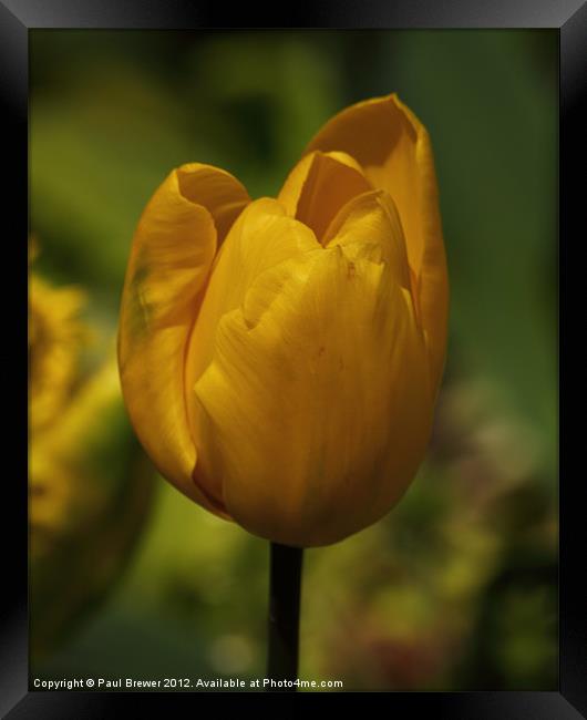Yellow Tulip Framed Print by Paul Brewer