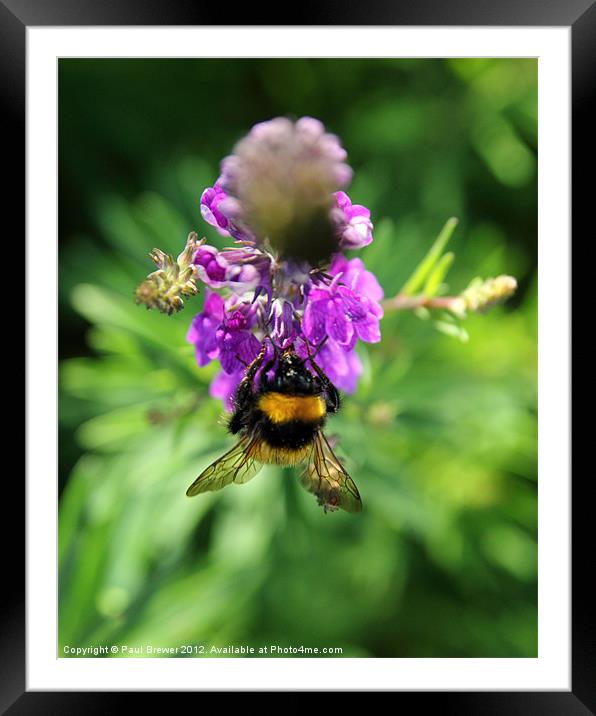 Buzzy Bee Framed Mounted Print by Paul Brewer