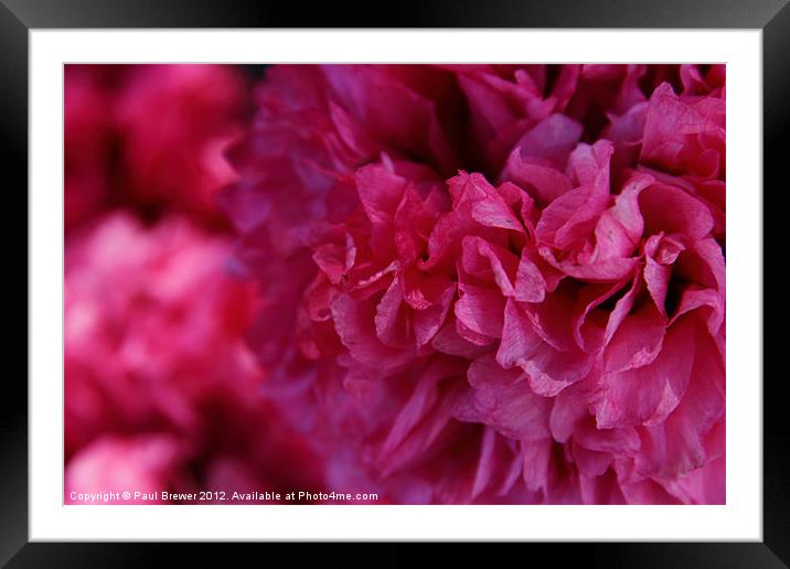 In The Pink. Framed Mounted Print by Paul Brewer