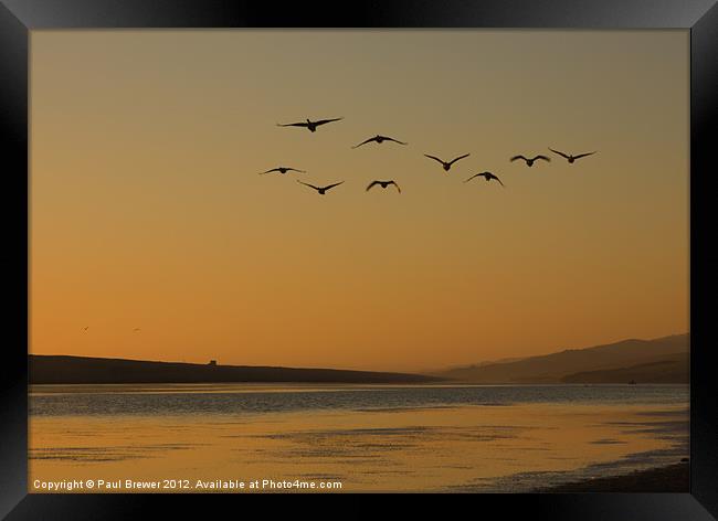 Geese on The Fleet Framed Print by Paul Brewer