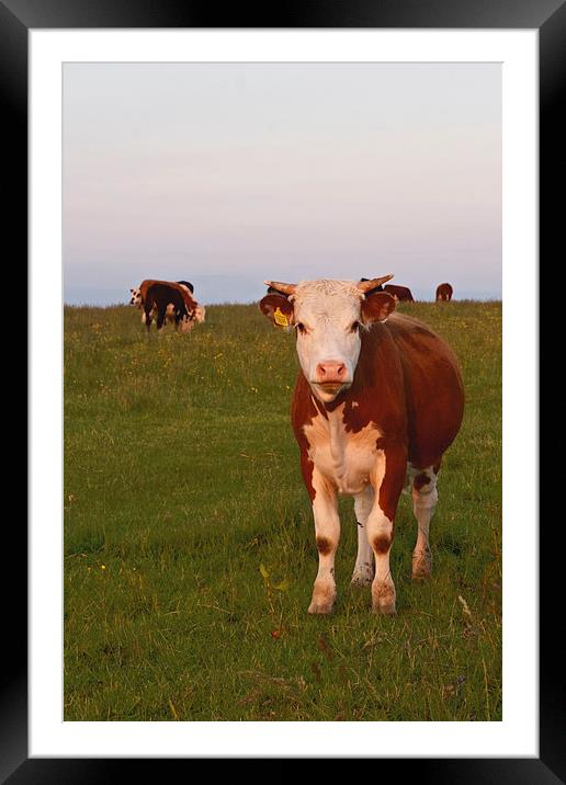 Cow in a field Framed Mounted Print by Paul Brewer