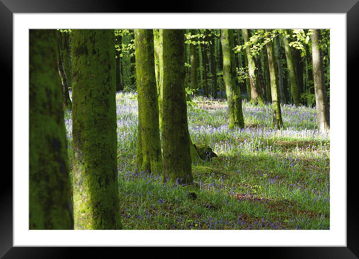 Bluebells in Hooke Woods Framed Mounted Print by Paul Brewer