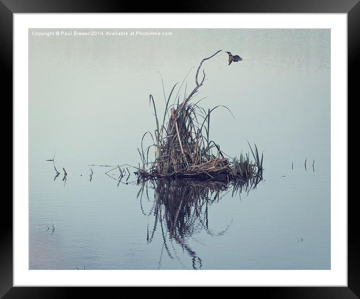 Kingfisher Framed Mounted Print by Paul Brewer