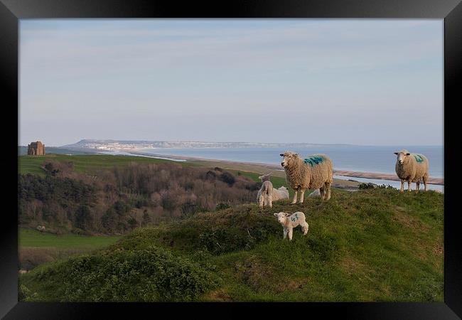  Sheep at the top of Abbotsbury Hill Framed Print by Paul Brewer
