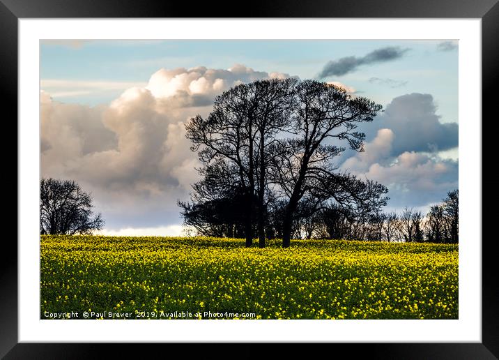 Oil Seed Rape Field near Dorchester Framed Mounted Print by Paul Brewer