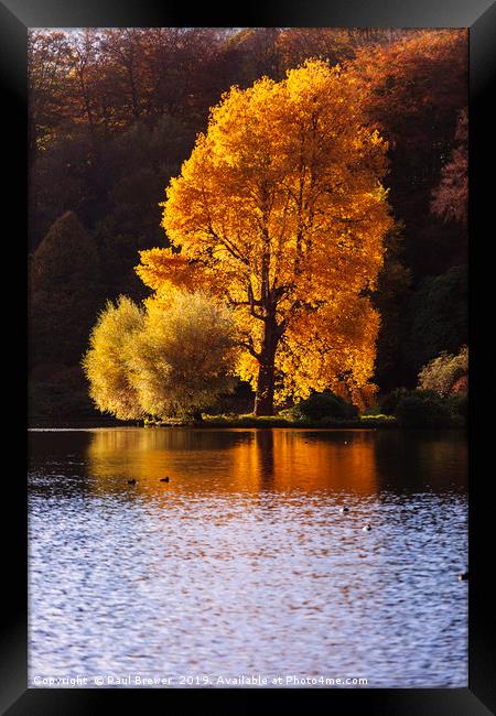 Single Tree at Stourhead Wiltshire Framed Print by Paul Brewer