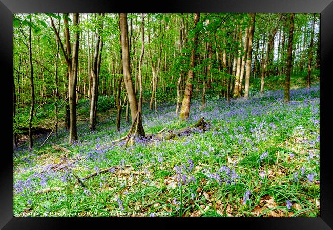 Bluebells at Milton Abbas Woods Framed Print by Paul Brewer