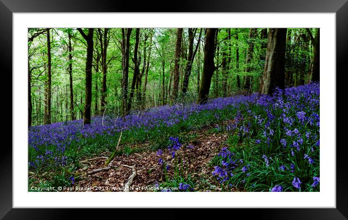 Bluebells Framed Mounted Print by Paul Brewer