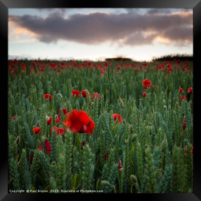 Field of Poppies near Dorchester Framed Print by Paul Brewer