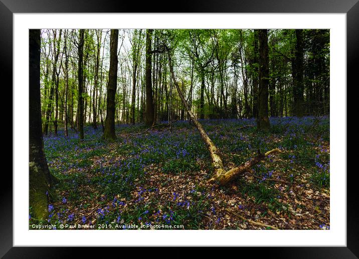 Bluebells at Milton Abbas Woods Framed Mounted Print by Paul Brewer