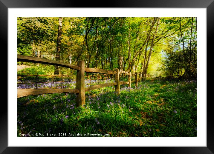 Bluebells in Thorncombe Woods Framed Mounted Print by Paul Brewer