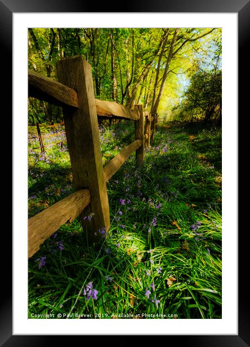 Bluebells in Thorncombe Woods Framed Mounted Print by Paul Brewer