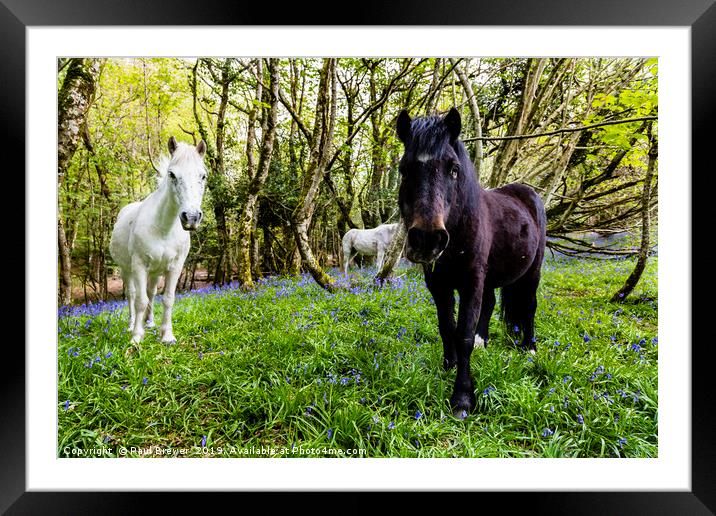 Thorncombe Woods Ponies Framed Mounted Print by Paul Brewer