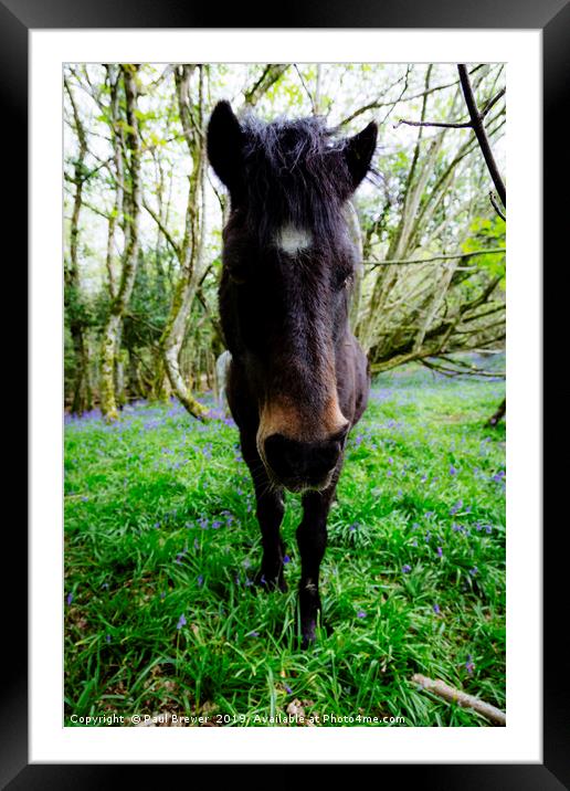 Thorncombe Woods Pony Framed Mounted Print by Paul Brewer