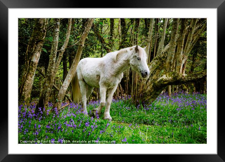 Thorncombe Woods Pony Framed Mounted Print by Paul Brewer