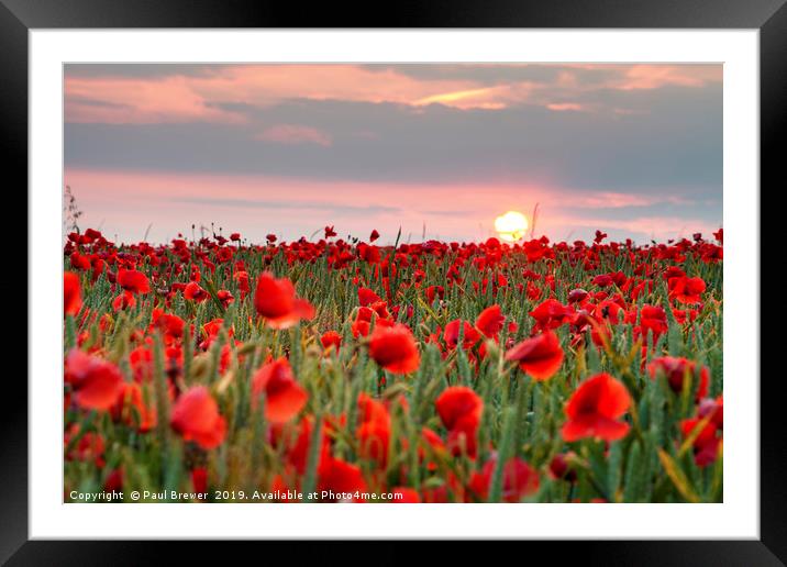 Poppies, Sunset, Dorset Framed Mounted Print by Paul Brewer
