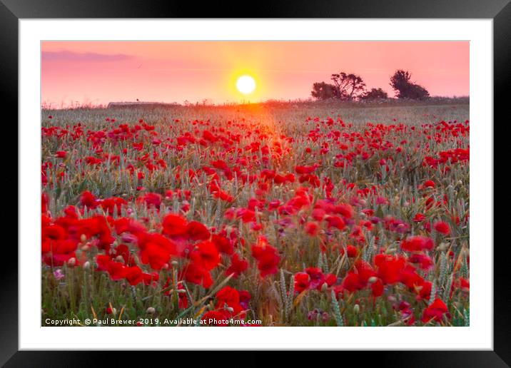 Sunrise over a sea of Poppies  Framed Mounted Print by Paul Brewer