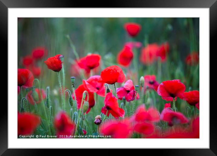 Papaver rhoeas Corn Poppies Framed Mounted Print by Paul Brewer