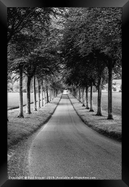 Avenue of Trees ar More Crichel in Clack and White Framed Print by Paul Brewer